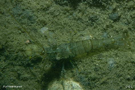 Palaemon adspersus