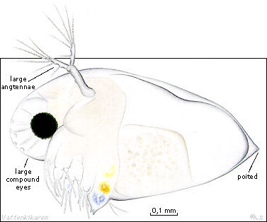 Evadne cladoceran