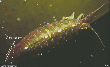 Baltic isopod