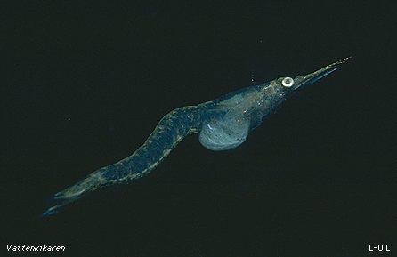 Opossum shrimp