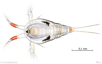 Nauplius larva