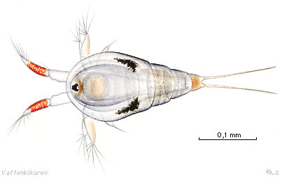 Naupliuslarv