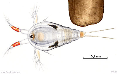 Storlek naupliuslarv