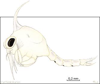 Zoea larvae
