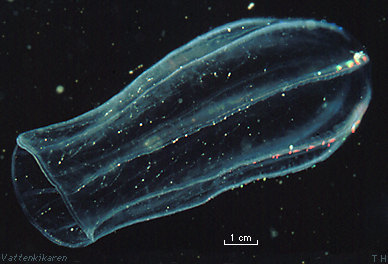 Comb jelly