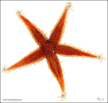 Starfish