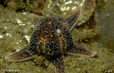 Eating starfish