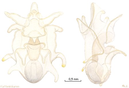 Starfish larvae