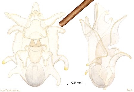 Bipinnaria larva and a hair