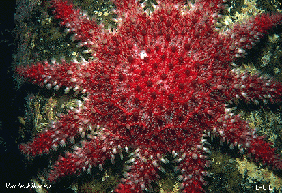 Red sunstar