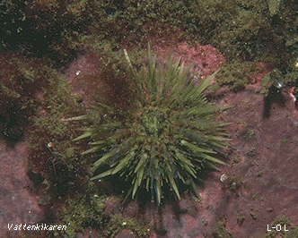 Green sea-urchin