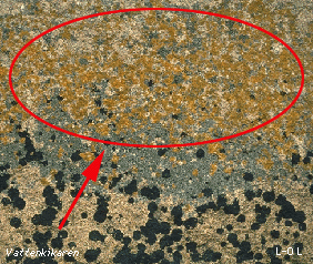 Picture of Orange lichen