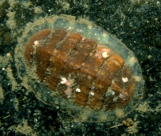 Picture of a chiton