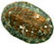 Chiton