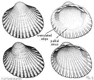 Different cockles