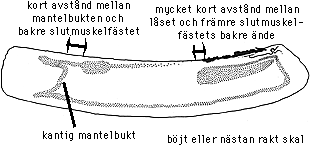 Ensis americanus