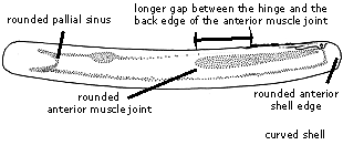 Ensis ensis