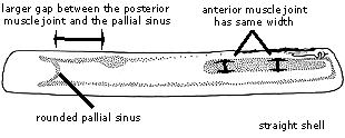 Ensis minor