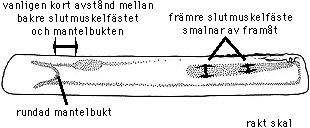 Ensis siliqua