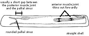 Ensis siliqua