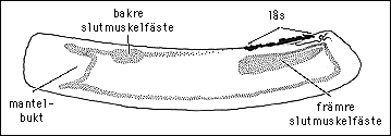 Skalstrukturer