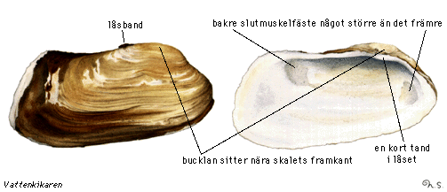 Bild på stenmussla