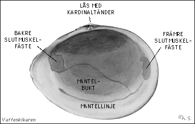 Skalstrukturer