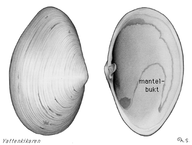 Vanlig sandmussla