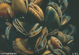 Blue mussels