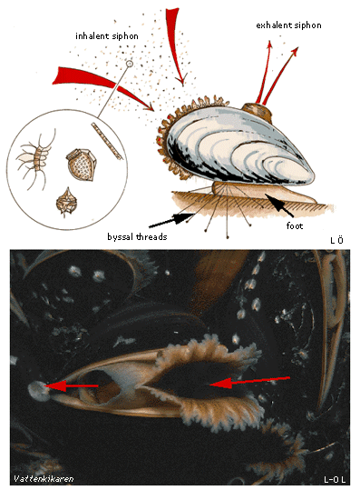 A filtering blue mussel