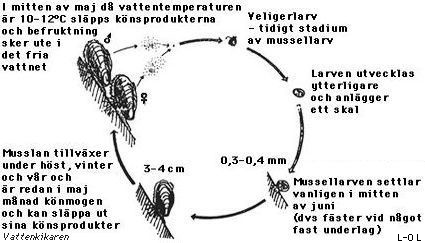 Life cycle