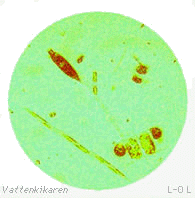 Bild på plankton