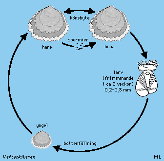 Oysters life cycle