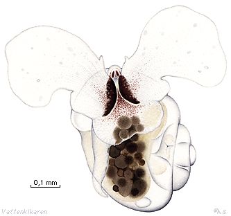 Naked sea butterfly Sp. Limacina