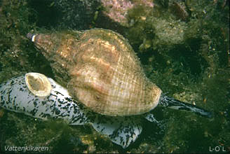 Common whelk