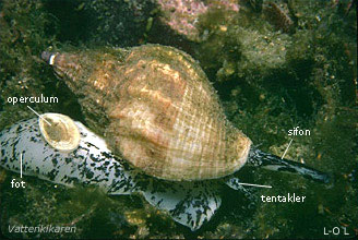 Common whelk - anatomy