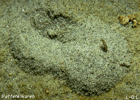 Netted Dogwhelk