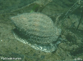 Netted Dogwhelk