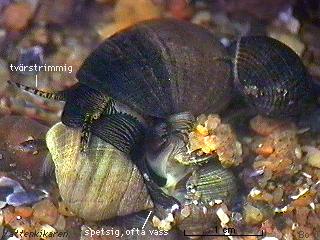 Common periwinkle