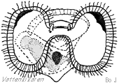 Snail larva