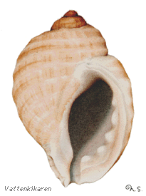 Nucella lapillus