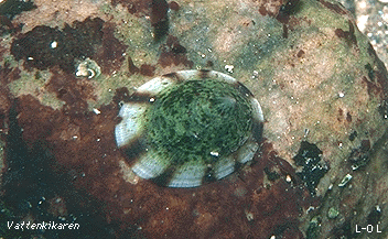 Tortoise-shelled limpet