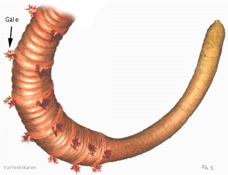 Hind parts of a lugworm