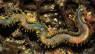 Polychaete