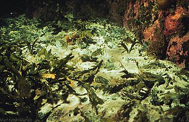 Detritus seaweed and bacteria