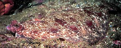 Microstomus kitt