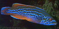 Ballan wrasse