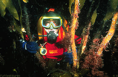 Diver in kelp forest