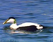 Eiders