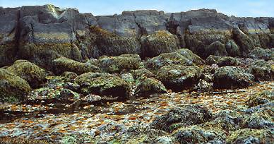 Low tide in Iceland